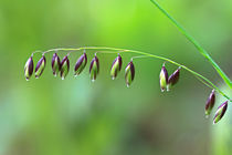 Grassamen im Frühling by Bernhard Kaiser