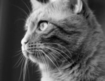 Katzenportrait by Torsten Reuschling