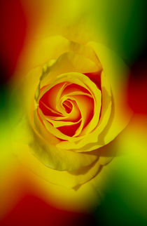 Abstract in Perfection - Rose by Walter Zettl