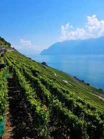 Lavaux Vineyard Terraces von susanbecruising