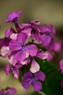 Sparkling drops - blossoms of silver leaf von Chris Berger