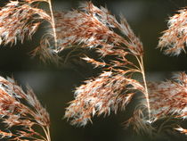 Gräser im Wind von Cornelia Greinke