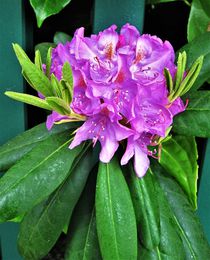 Rhododendronknospe ist zur vollen Blüte aufgeblüht by assy