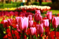 Tulpen in Amsterdam von Verena Geyer
