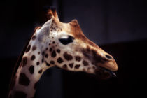 giraffe, side view by hottehue