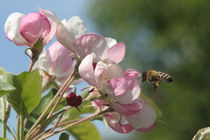 Apfelblüten mit Biene von Raingard Göbel