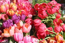 Tulpen in Pink von Raingard Göbel
