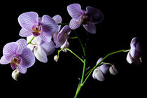 Orchideen von Christian Braun