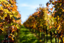 Weinberg im Herbst von Christian Braun