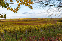 Weinberg im Herbst	 von Christian Braun