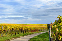 Weinberg im Herbst	 by Christian Braun