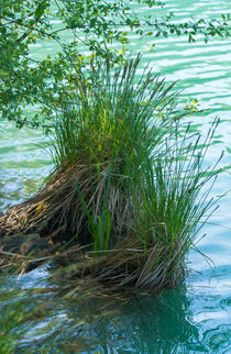 Gräser am Ufer von Stephan Gehrlein