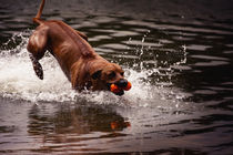 Rhodesian Ridgeback by hottehue