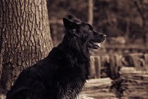 German shepherd by hottehue