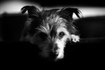 terrier, dog black and white von hottehue