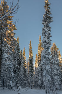 Winter auf der Nordhelle by Simone Rein