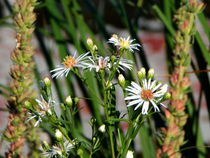 Blumen am Weg von Cornelia Greinke