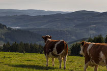 Sommer im Sauerland von Simone Rein