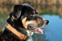 Appenzeller Sennenhund Mix von Frank  Kimpfel