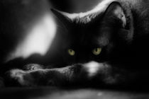 cat eyes, macro portrait by hottehue