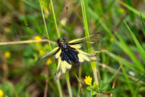 Eine Libellen-Schmetterlingshaft am Grashalm von Ronald Nickel