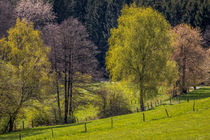 Frühling im Sauerland by Simone Rein