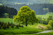 Frühling im Sauerland von Simone Rein