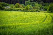 Sommer im Sauerland von Simone Rein