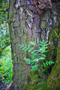 Baum im Baum... 1 by loewenherz-artwork