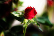 red rose von hottehue
