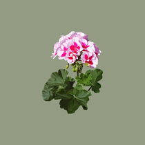 Red And Pink Geranium by Susan Savad