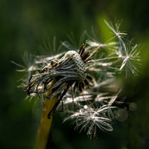 In the backlight - Dandelion von Chris Berger