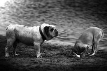 English bulldog, black and white von hottehue