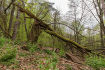 Baum von Christian Braun