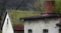 Hausdach mit Birken von ysanne