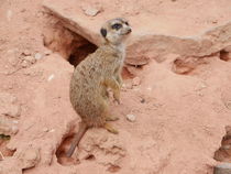 Serie Meerkats by ivy