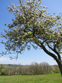 Apfelbaum mit Blüten by ivy