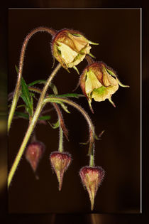  At night at the brook - geum rivale by Chris Berger