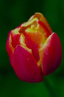 Tulpe Rot / Gelb von atelier-kristen