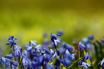 Blue snowdrops von zlange