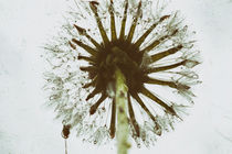 Dandelion after the thunderstorm rain von Chris Berger