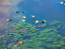 Fall leaves on river 4 by lanjee chee