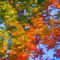 Fall-leaves-on-river-5