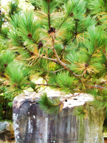 Evergreen tree branches with cones by lanjee chee