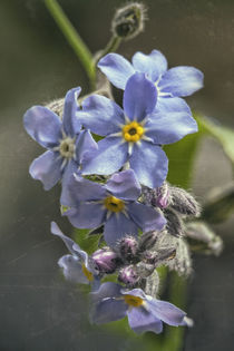 Vergiß mein nicht - forget me not by Chris Berger