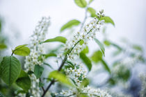 flowers von Uladzislau Mihdalionak