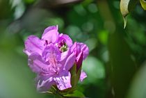 Rhododendron... 5 by loewenherz-artwork