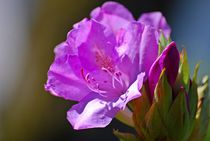 Rhododendron... 1 by loewenherz-artwork