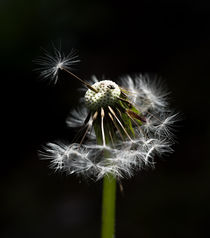 pusteblume von fotolos