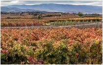 HERBST IN "LA RIOJA" SPAIN by claus-gergen köhler